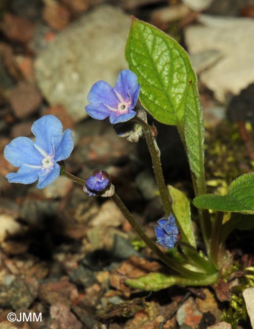 Omphalodes verna