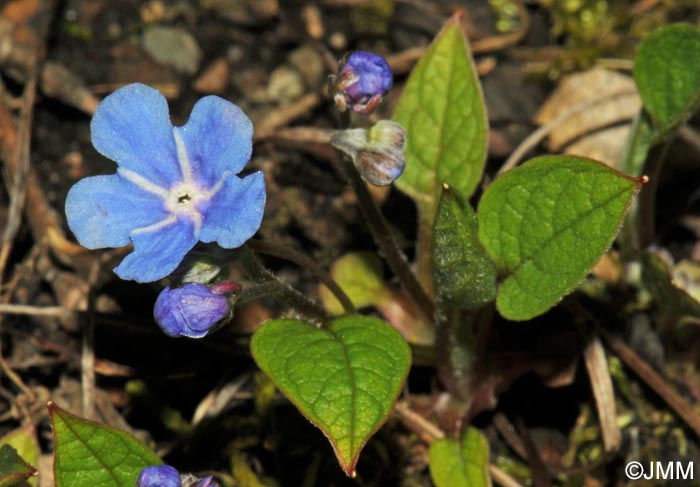 Omphalodes verna