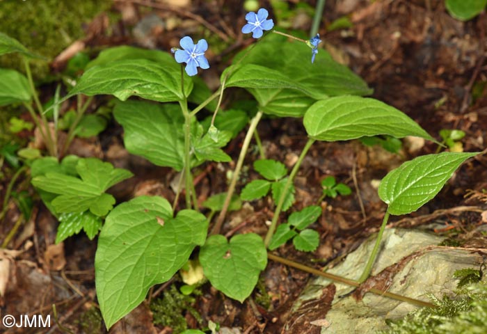 Omphalodes verna