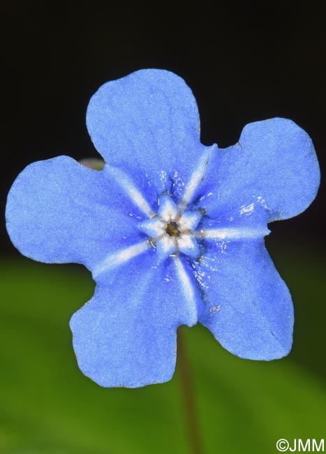 Omphalodes verna