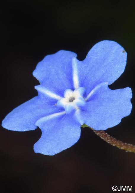 Omphalodes verna