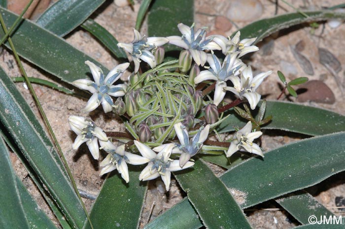 Oncostema elongata = Scilla elongata