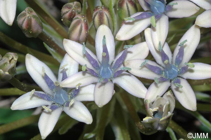 Oncostema elongata = Scilla elongata