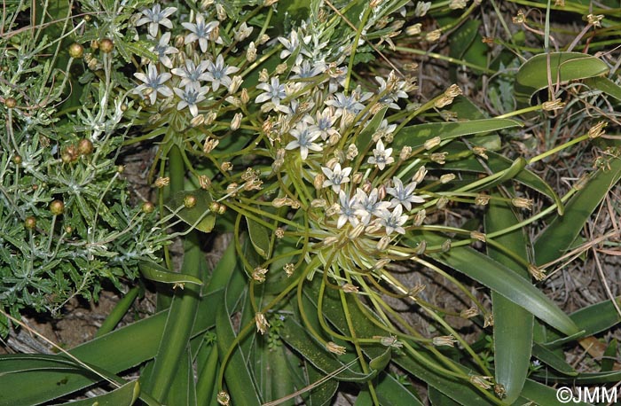 Oncostema elongata = Scilla elongata