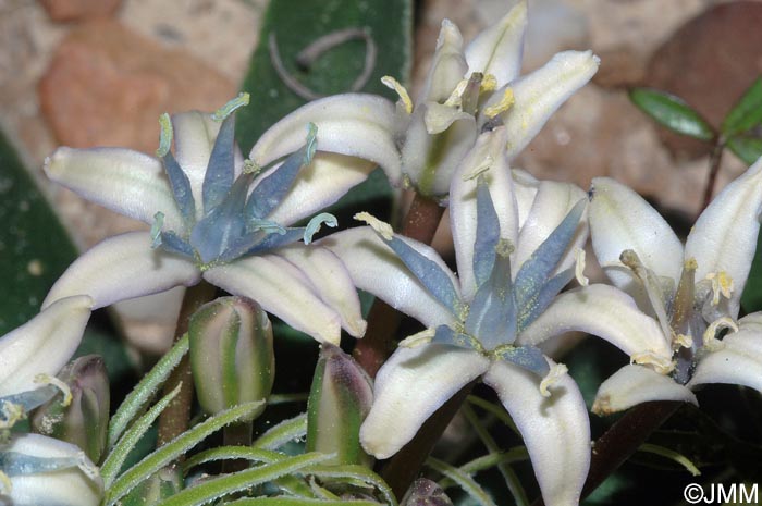 Oncostema elongata = Scilla elongata