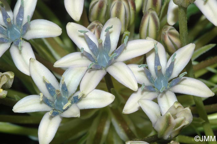 Oncostema elongata = Scilla elongata