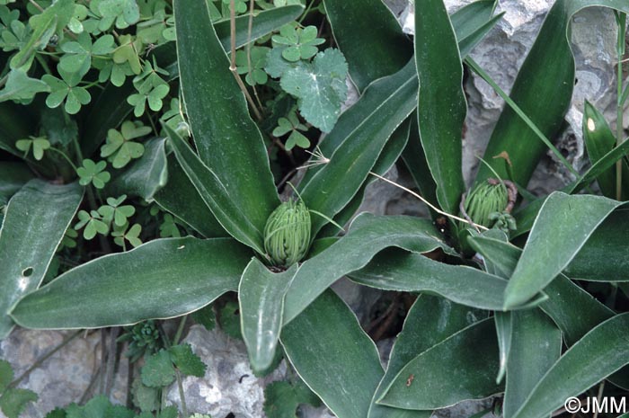 Oncostema elongata = Scilla elongata