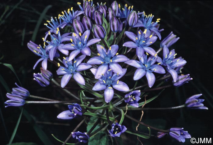 Oncostema peruviana = Scilla peruviana