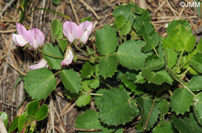 Ononis rotundifolia