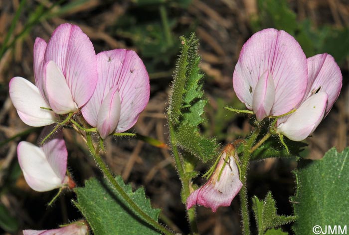 Ononis rotundifolia