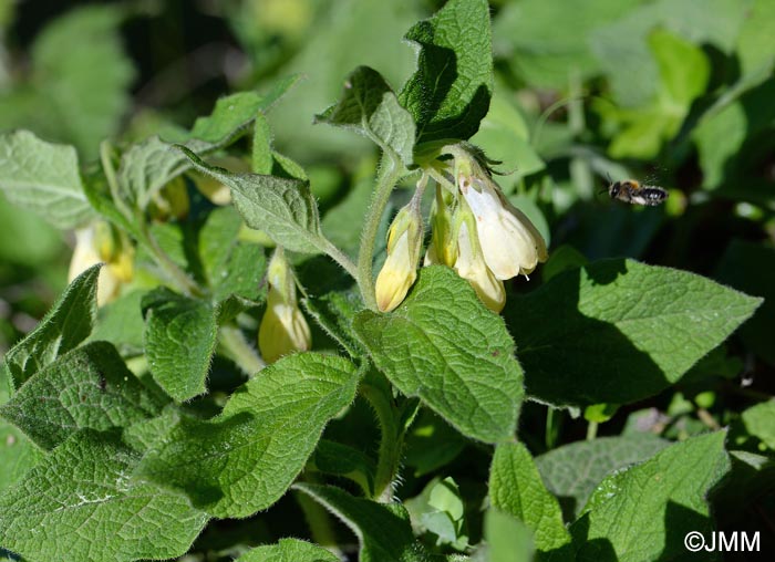 Onosma tricerosperma subsp. fastigiata = Onosma echioides