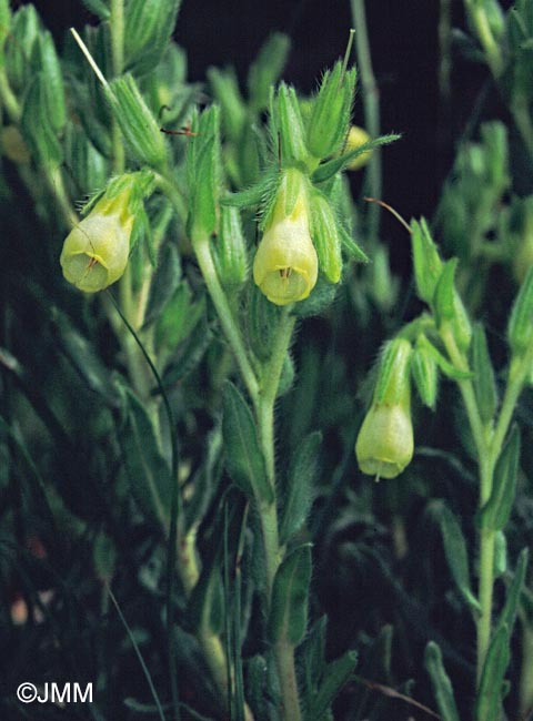Onosma tricerosperma subsp. fastigiata = Onosma echioides