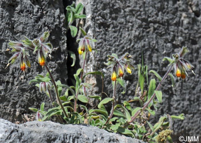 Onosma frutescens