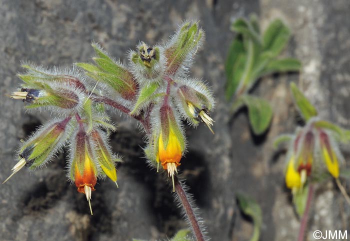 Onosma frutescens