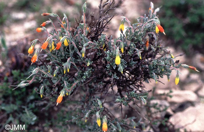 Onosma fruticosa