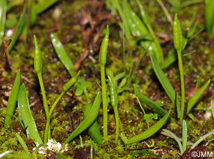 Ophioglossum lusitanicum