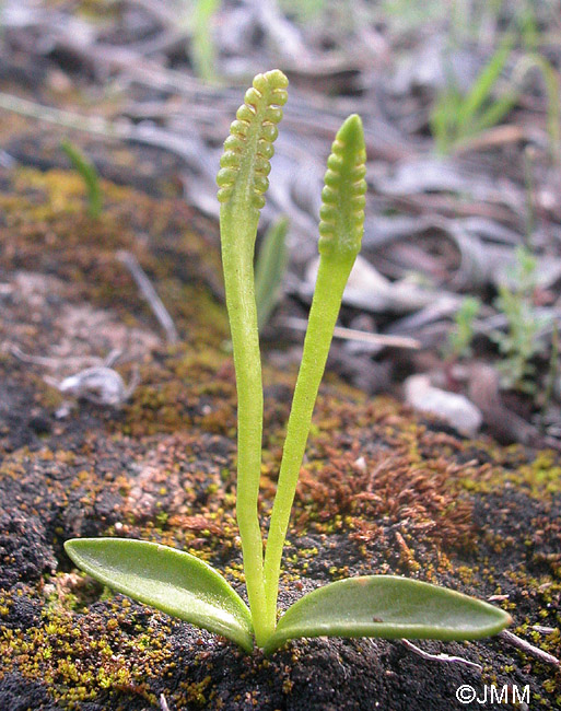 Ophioglossum lusitanicum