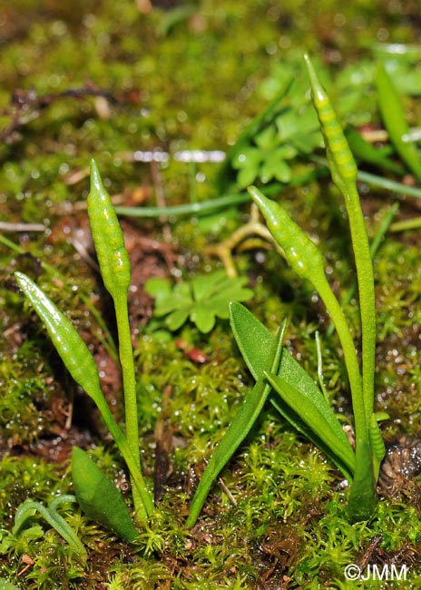 Ophioglossum lusitanicum