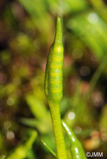 Ophioglossum lusitanicum