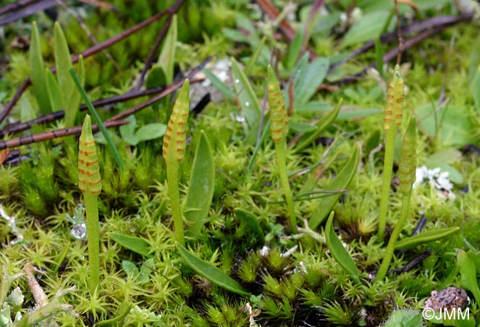 Ophioglossum lusitanicum