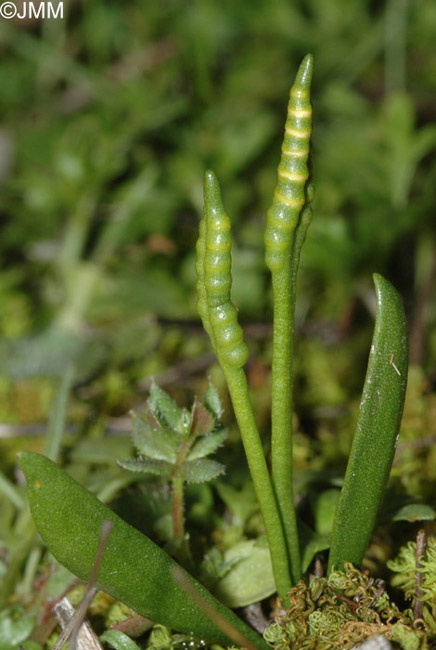 Ophioglossum lusitanicum