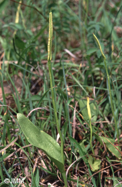 Ophioglossum vulgatum