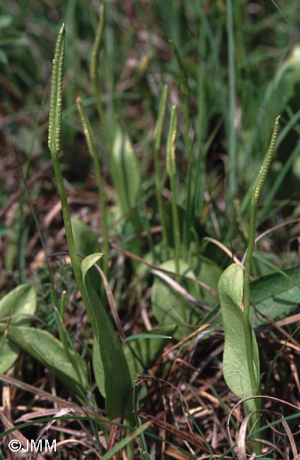 Ophioglossum vulgatum