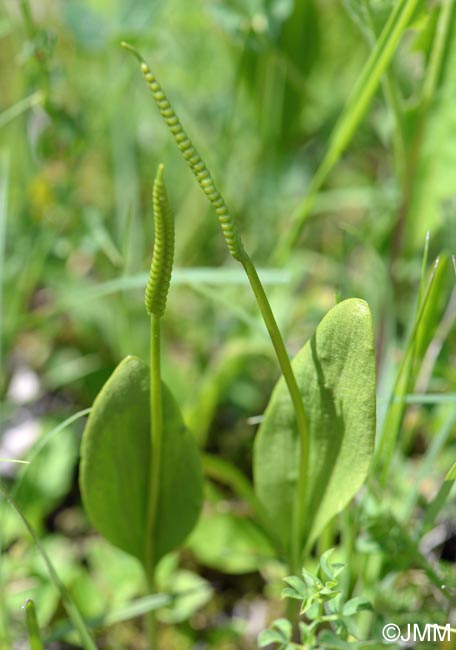 Ophioglossum vulgatum