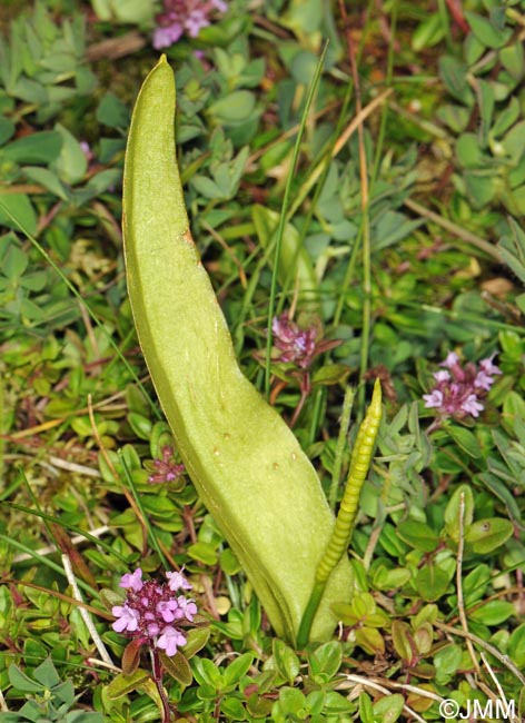 Ophioglossum vulgatum