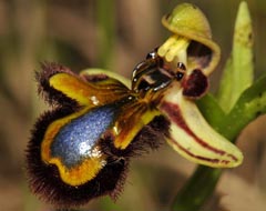 Ophrys speculum