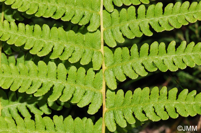 Oreopteris limbosperma