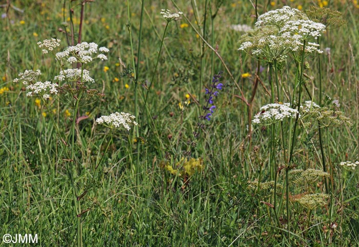 Oreoselinum nigrum