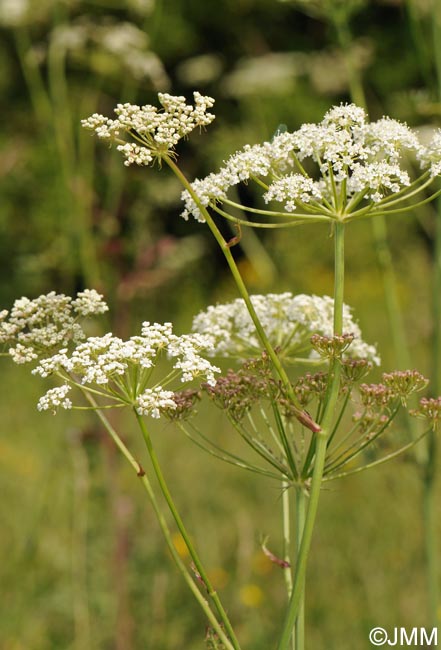 Oreoselinum nigrum