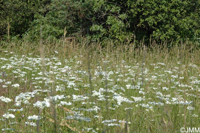 Orlaya grandiflora