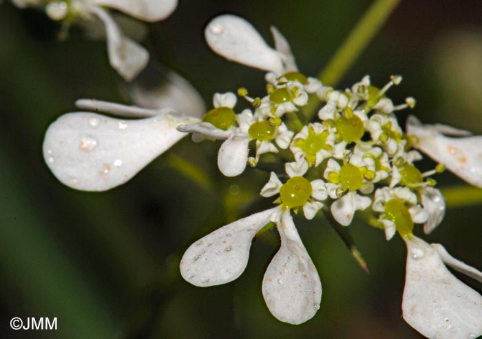 Orlaya grandiflora