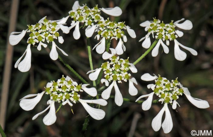 Orlaya grandiflora