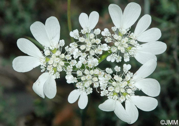 Orlaya grandiflora