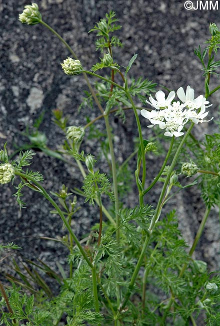 Orlaya grandiflora