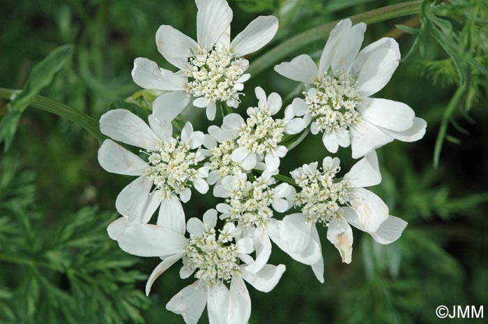 Orlaya grandiflora