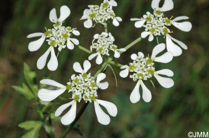 Orlaya grandiflora