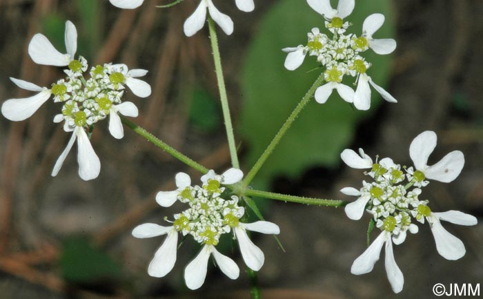 Orlaya grandiflora