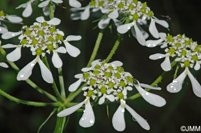 Orlaya grandiflora