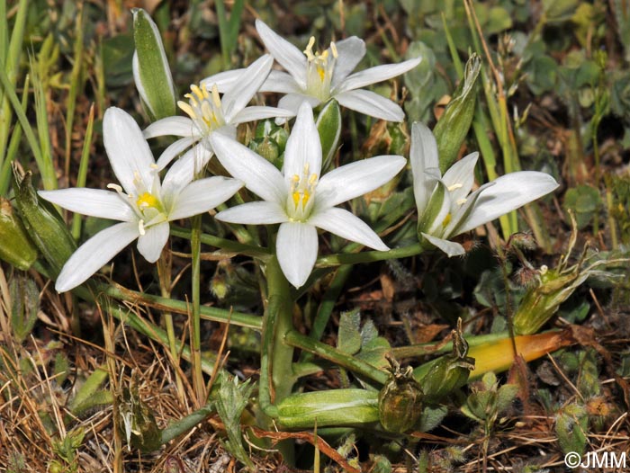 Ornithogalum collinum