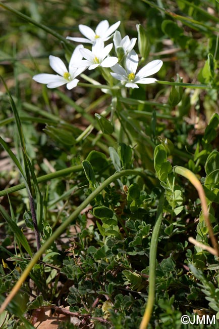 Ornithogalum divergens = Ornithogalum umbellatum ss auct.