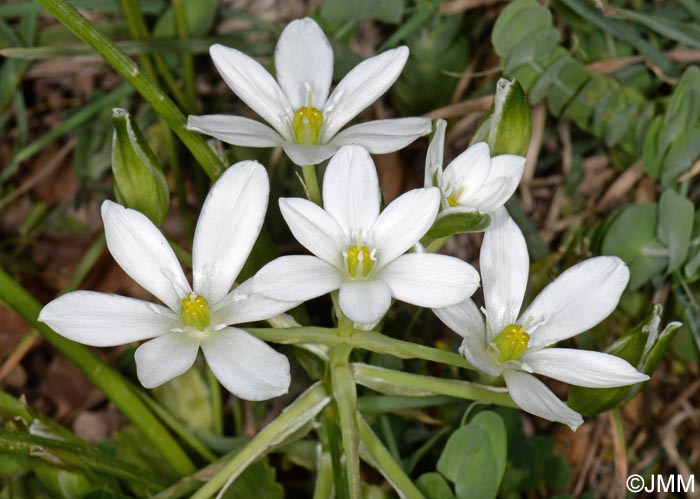 Ornithogalum divergens = Ornithogalum umbellatum ss auct.