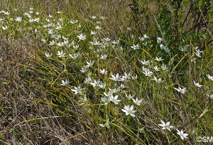 Ornithogalum divergens