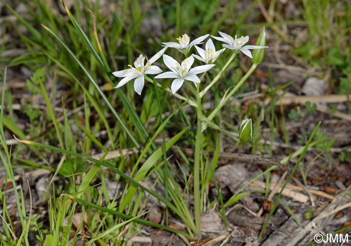 Ornithogalum divergens