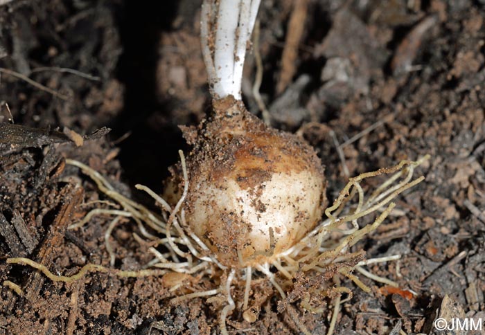 Ornithogalum divergens