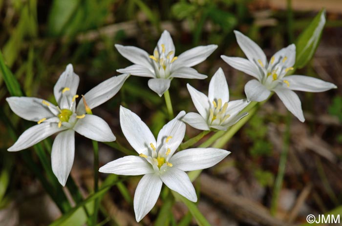 Ornithogalum divergens