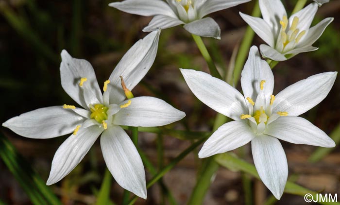 Ornithogalum divergens